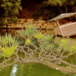 Preview wallpaper branch, needles, coniferous, raft, lake