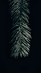 Preview wallpaper branch, needles, dark, spruce