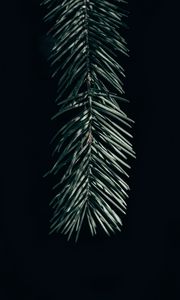 Preview wallpaper branch, needles, dark, spruce