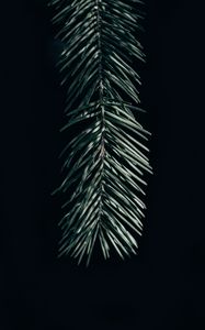 Preview wallpaper branch, needles, dark, spruce