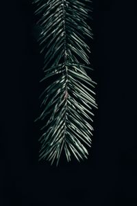 Preview wallpaper branch, needles, dark, spruce