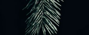 Preview wallpaper branch, needles, dark, spruce
