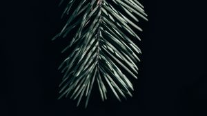 Preview wallpaper branch, needles, dark, spruce