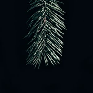 Preview wallpaper branch, needles, dark, spruce