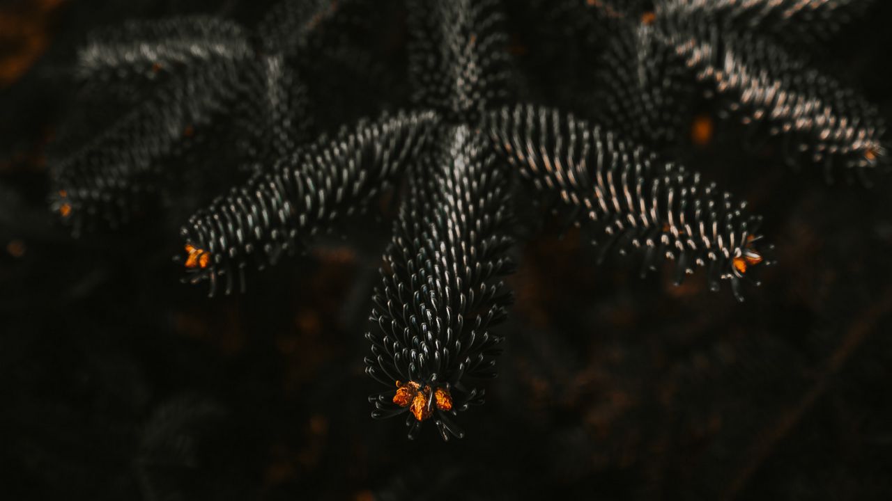 Wallpaper branch, needles, dark, plant, closeup