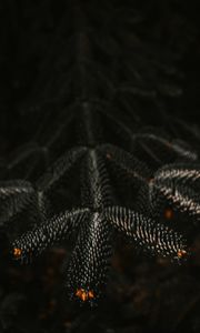 Preview wallpaper branch, needles, dark, plant, closeup