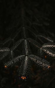 Preview wallpaper branch, needles, dark, plant, closeup