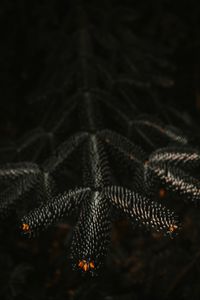 Preview wallpaper branch, needles, dark, plant, closeup