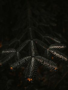 Preview wallpaper branch, needles, dark, plant, closeup