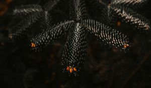 Preview wallpaper branch, needles, dark, plant, closeup