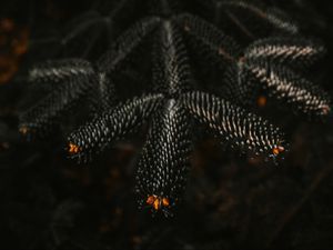 Preview wallpaper branch, needles, dark, plant, closeup