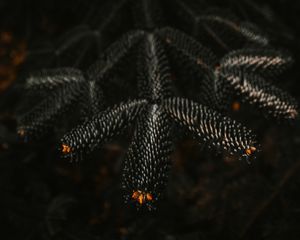 Preview wallpaper branch, needles, dark, plant, closeup