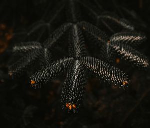 Preview wallpaper branch, needles, dark, plant, closeup