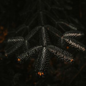 Preview wallpaper branch, needles, dark, plant, closeup