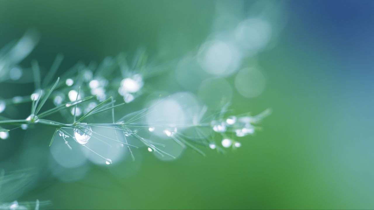 Wallpaper branch, needles, drops, water, blur