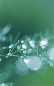 Preview wallpaper branch, needles, drops, water, blur