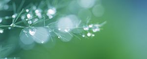 Preview wallpaper branch, needles, drops, water, blur