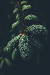 Preview wallpaper branch, needles, drops, macro, green