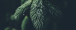 Preview wallpaper branch, needles, drops, macro, green
