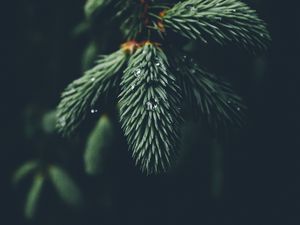 Preview wallpaper branch, needles, drops, macro, green