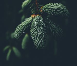 Preview wallpaper branch, needles, drops, macro, green