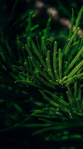 Preview wallpaper branch, needles, evergreen, leaves, tropical