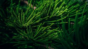 Preview wallpaper branch, needles, evergreen, leaves, tropical