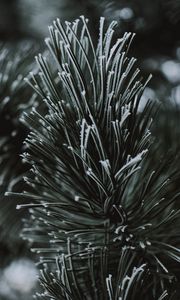 Preview wallpaper branch, needles, frost, macro