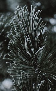 Preview wallpaper branch, needles, frost, macro