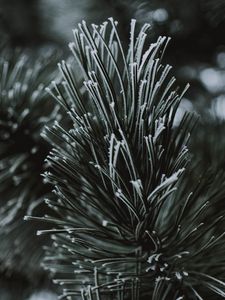 Preview wallpaper branch, needles, frost, macro