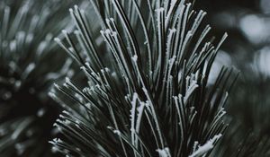 Preview wallpaper branch, needles, frost, macro