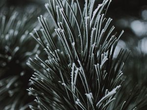 Preview wallpaper branch, needles, frost, macro