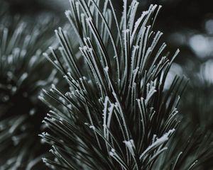 Preview wallpaper branch, needles, frost, macro