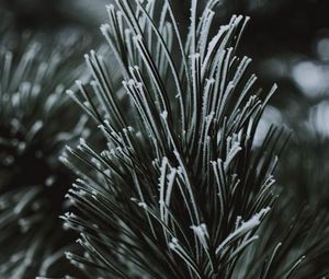 Preview wallpaper branch, needles, frost, macro