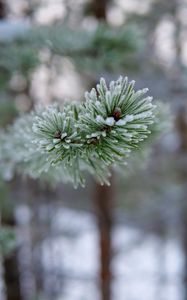 Preview wallpaper branch, needles, frost, macro, winter