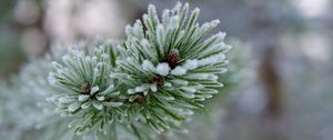 Preview wallpaper branch, needles, frost, macro, winter