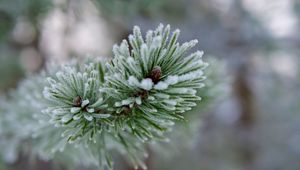 Preview wallpaper branch, needles, frost, macro, winter