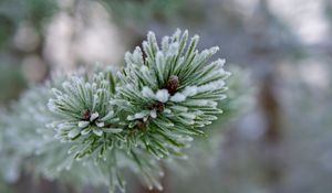 Preview wallpaper branch, needles, frost, macro, winter