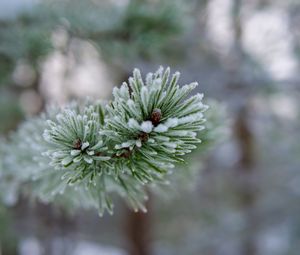 Preview wallpaper branch, needles, frost, macro, winter