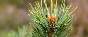 Preview wallpaper branch, needles, green, macro, blur