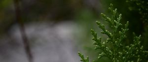 Preview wallpaper branch, needles, green, macro, background