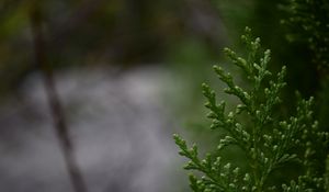 Preview wallpaper branch, needles, green, macro, background