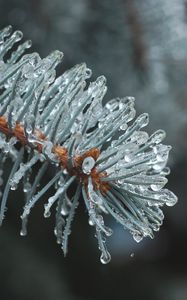 Preview wallpaper branch, needles, ice, drops, macro