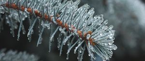 Preview wallpaper branch, needles, ice, drops, macro