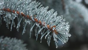 Preview wallpaper branch, needles, ice, drops, macro