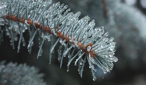 Preview wallpaper branch, needles, ice, drops, macro