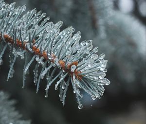 Preview wallpaper branch, needles, ice, drops, macro