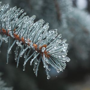 Preview wallpaper branch, needles, ice, drops, macro