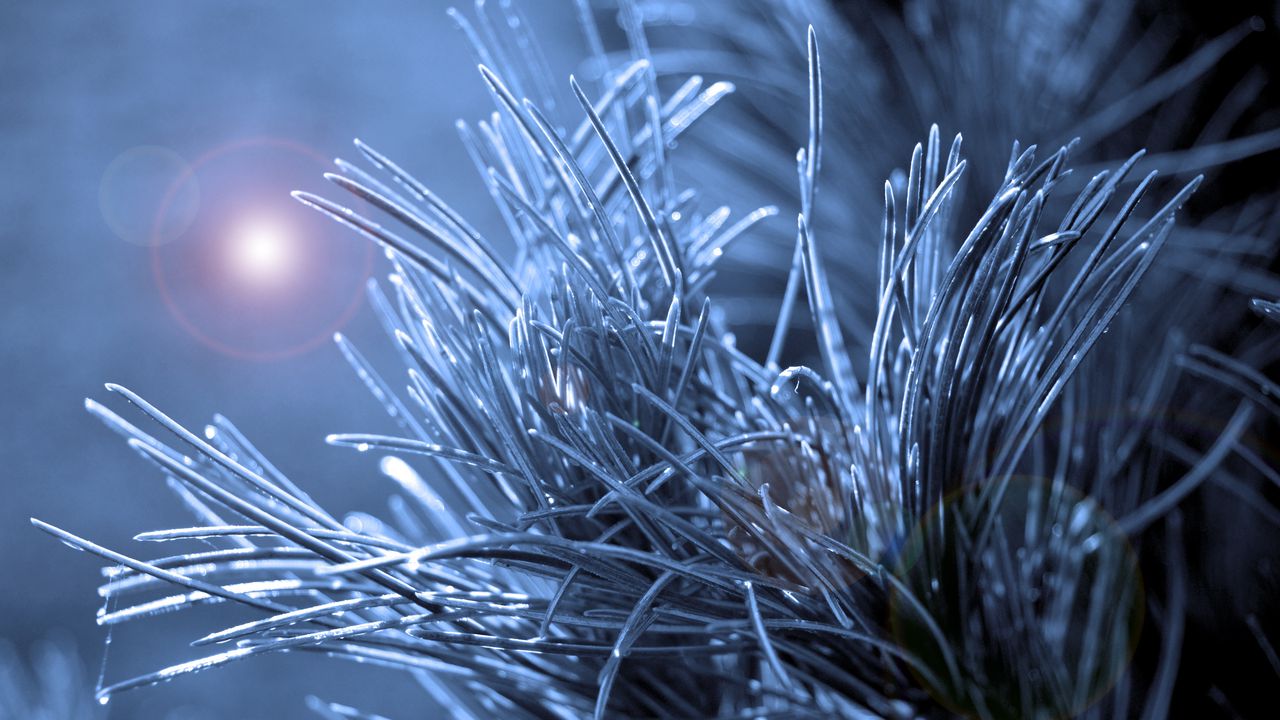 Wallpaper branch, needles, macro, glare hd, picture, image