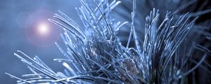 Preview wallpaper branch, needles, macro, glare